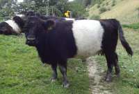 2022-07-26 Belted Galloway