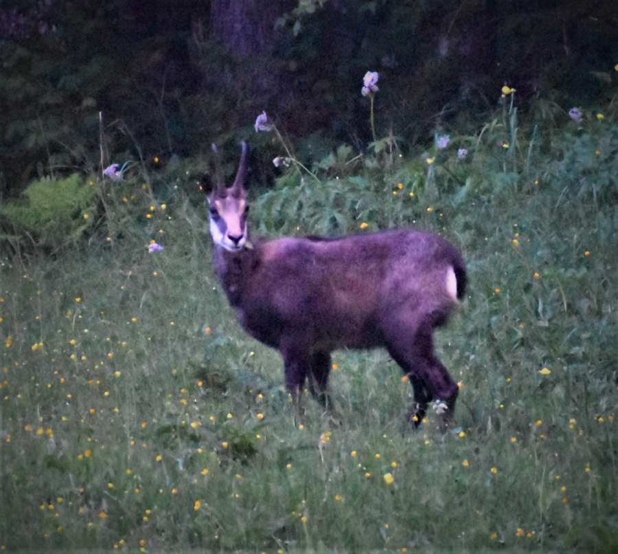 chamois.jpg