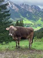 2024-05-22 Tannheim 